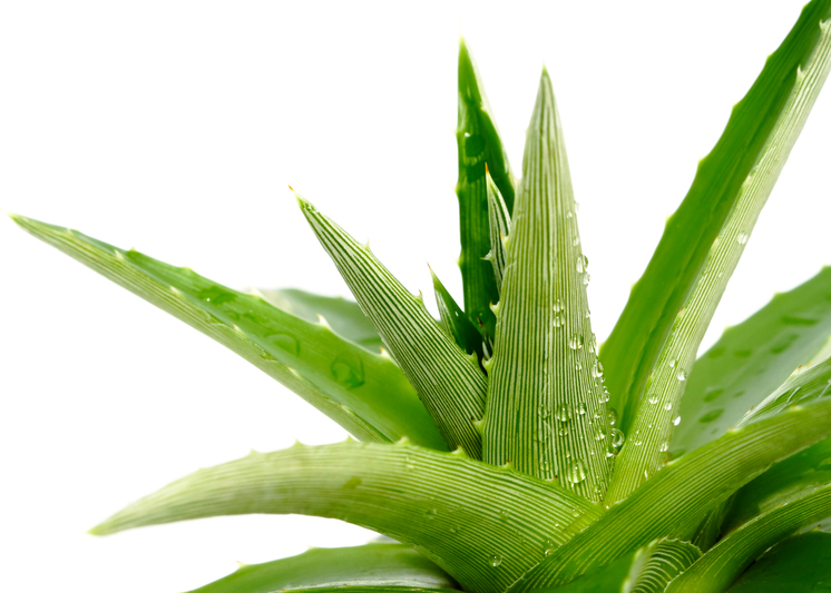 Benefits of aloe vera for skin and hair